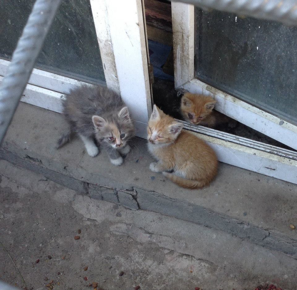 drei wildgeborene kranke Katzenbabys in Moskau