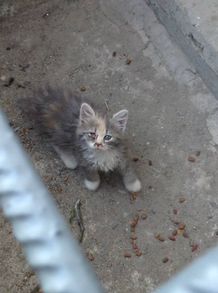 Sibirisches Waldkatzenbaby