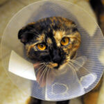 Katze nach Kastration mit Kragen