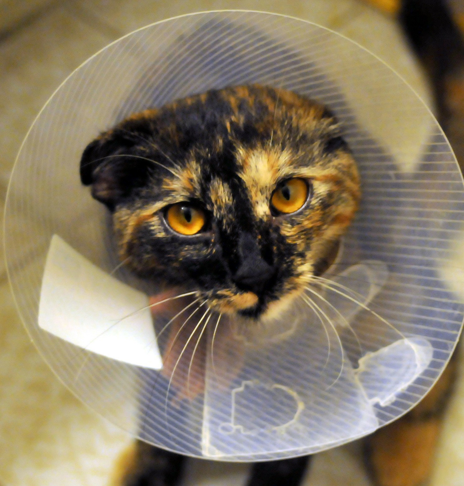 Katze nach Kastration mit Kragen