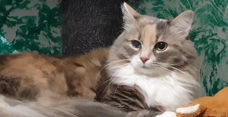 Sibirische Waldkatze Roxy liegend - SerWorGat
