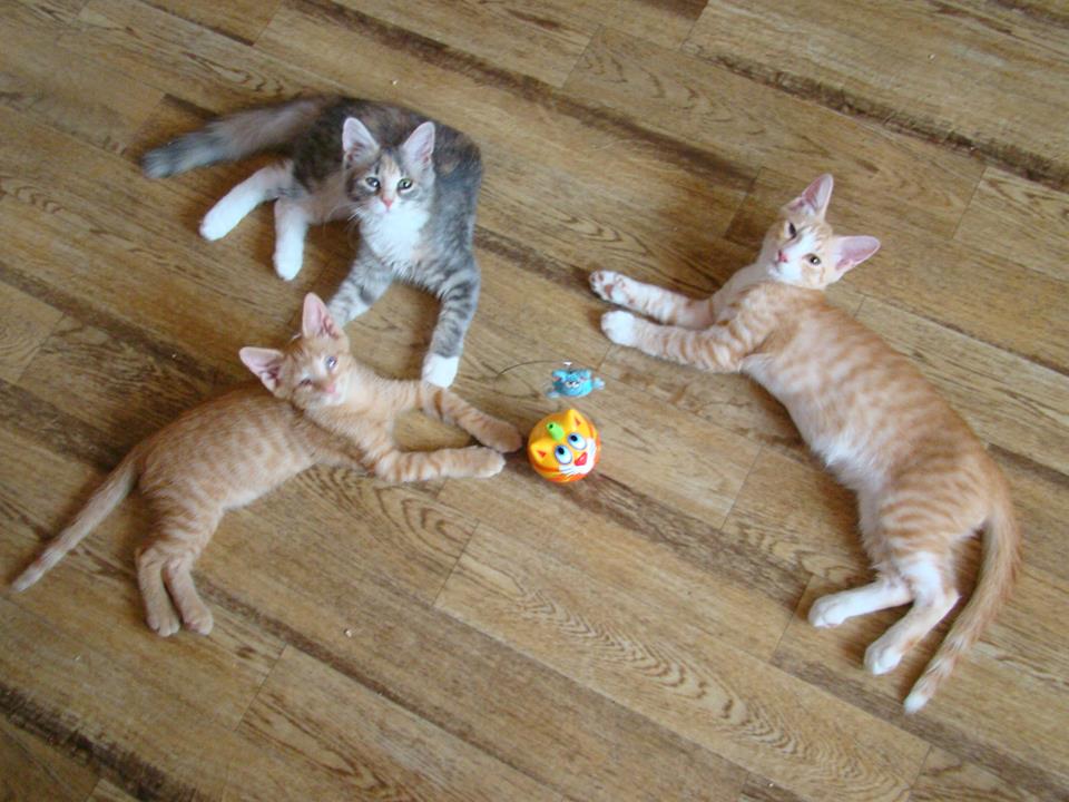 drei kleine Katzen auf Dielenboden mit Spielzeug