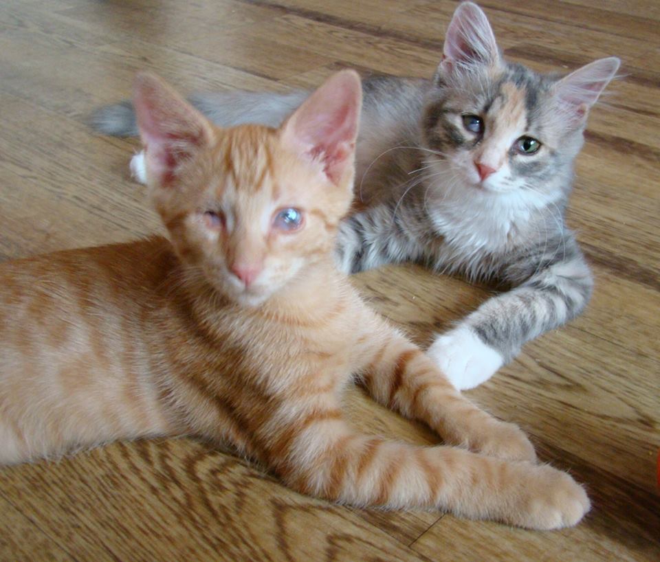 Zwei kleine, liegende Katzen nach überstandenem Katzenschnupfen