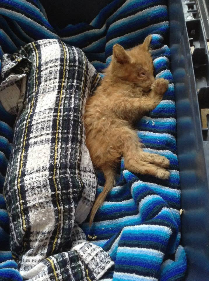 schlafendes Katzenbaby