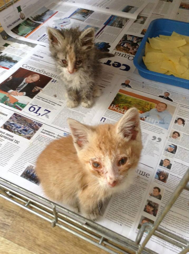zwei katzenbabys mit Katzenschnupfen