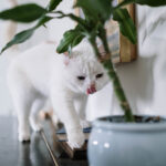weisse Katze und Zimmerpflanze