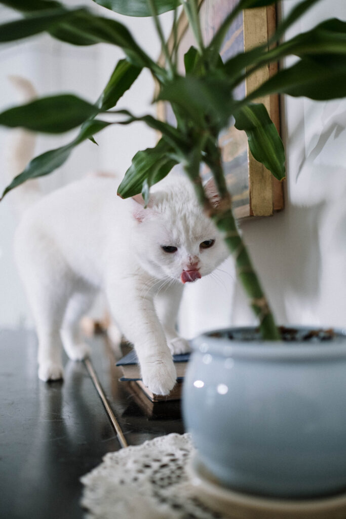 weisse Katze und Zimmerpflanze