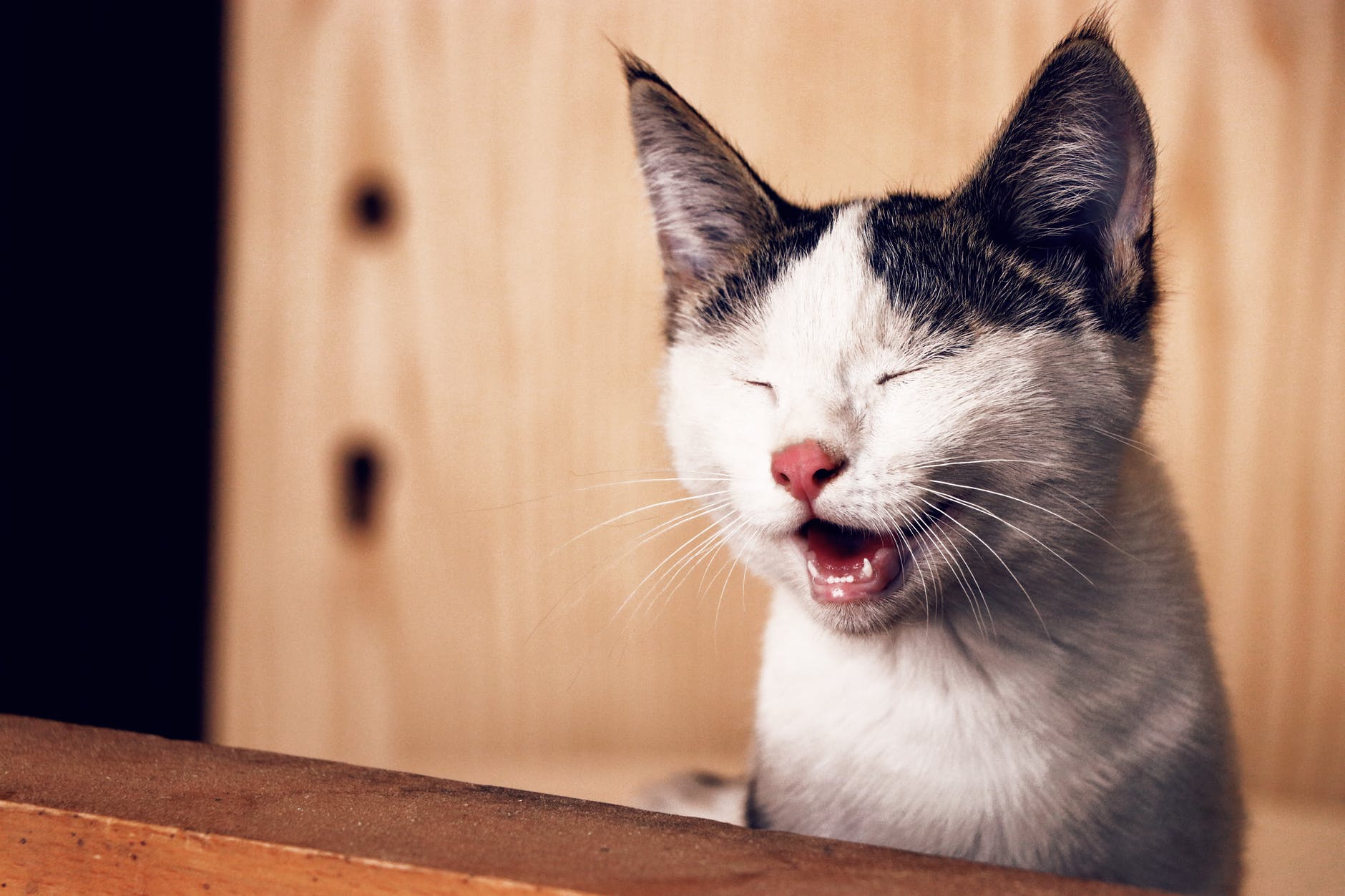 Laut miauende Katze