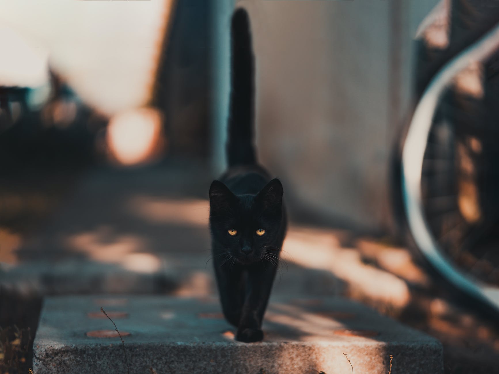 Schwarze Katze mit steil aufgerichtetem Schwanz - SerWorGat