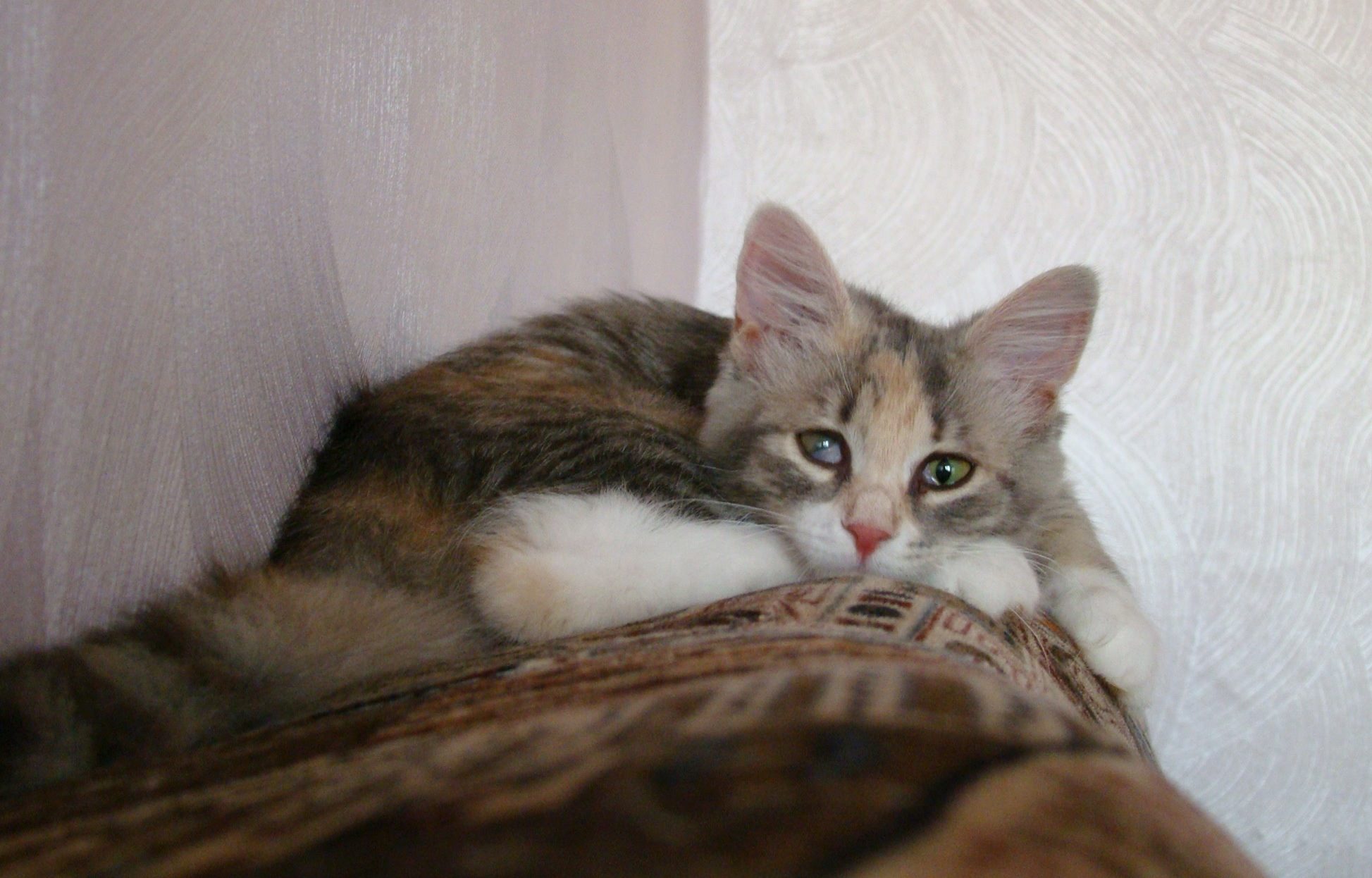 Kleine Katze liegt auf Sofalehne