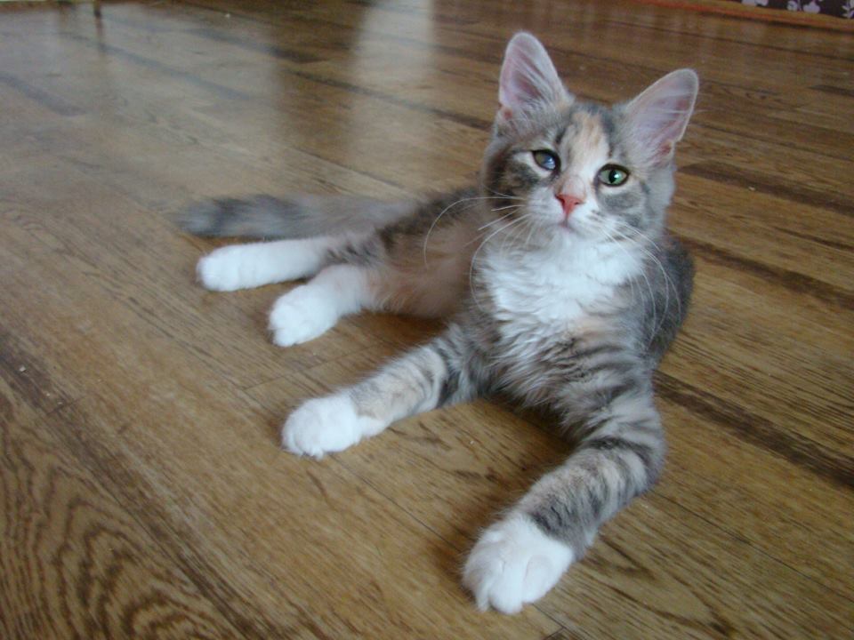 Junge, liegende Sibirische Waldkatze auf Parkettboden