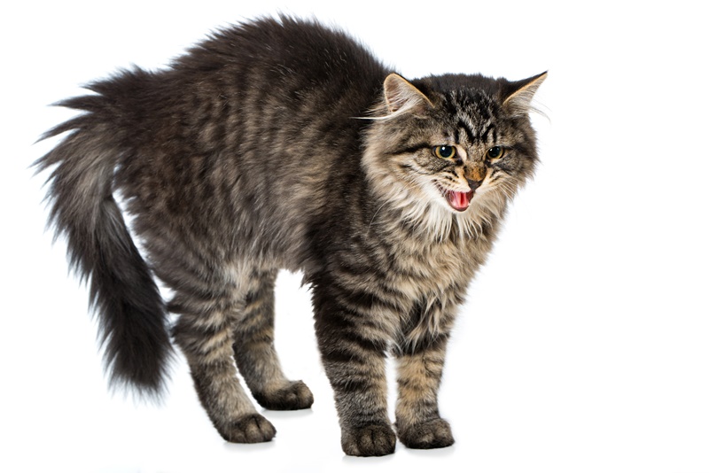 Getigertes Kätzchen macht Katzenbuckel - SerWorGat