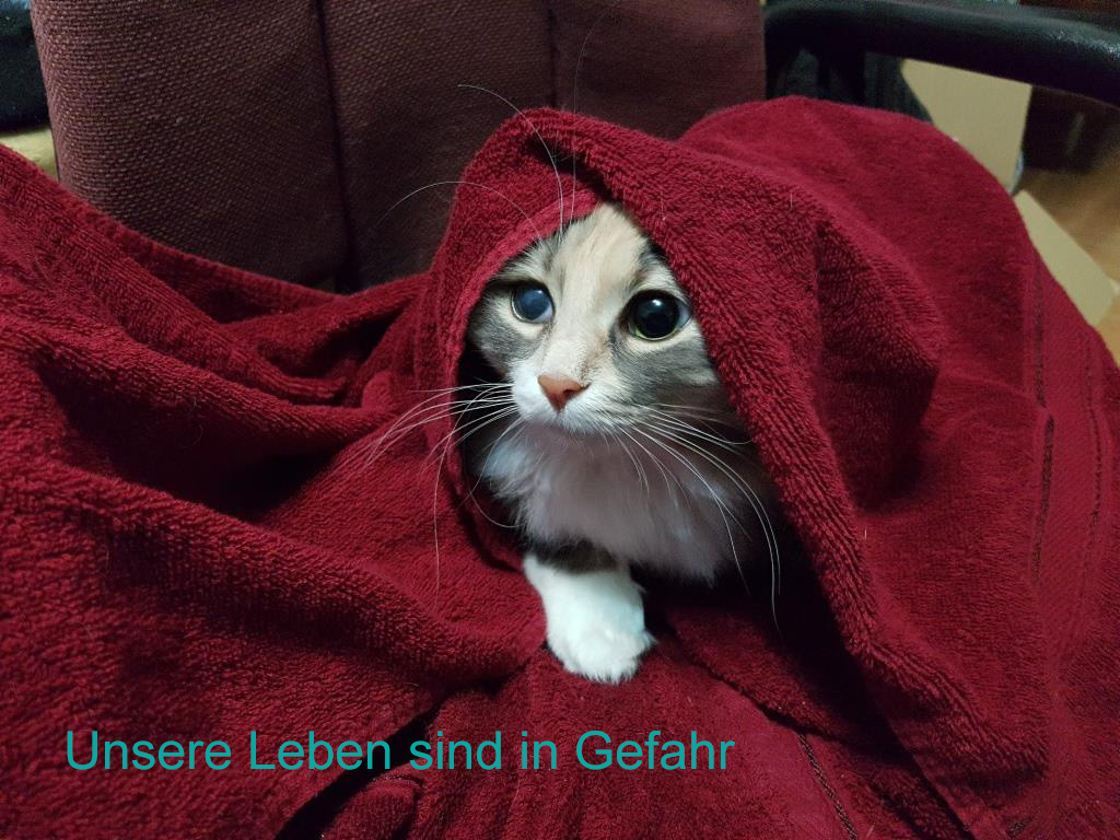 Katze in Handtuch gewickelt schaut mit großen Augen - SerWorGat