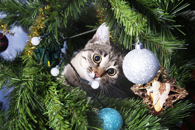 Serworgat - Katze aus Weihnachtsbaum
