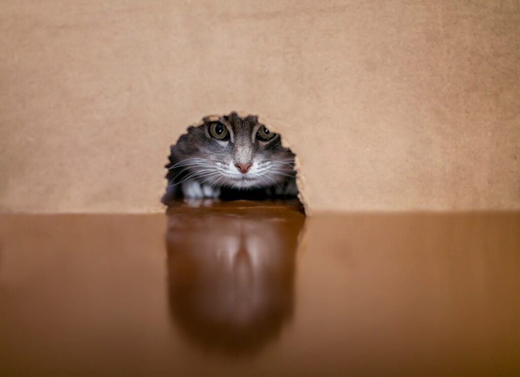 Serworgat Spielzeug für Katzen selber bauen - Katze schaut aus Karton