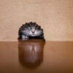 Spielzeug für Katzen selber bauen - Katze schaut aus Karton